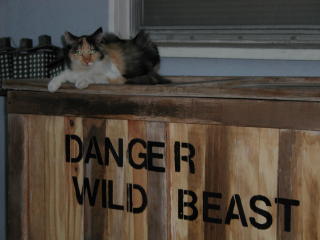 photo of a fluffy calico cat on top of a wooden crate that says "danger wild beast"
